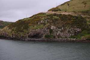HARINGTON-POINT-DUNEDIN (30)